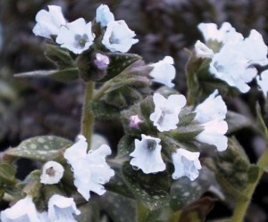 PULMONARIA ‘Opal’  