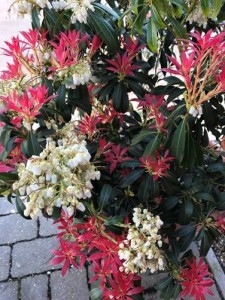 PIERIS   ‘Forest Flame’  AGM