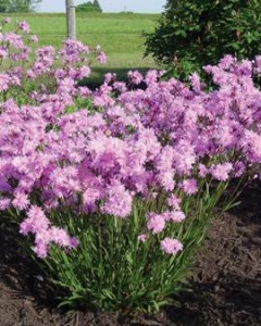 LYCHNIS flos-cuculi  ‘Petite Jenny’