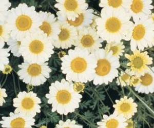 ANTHEMIS ‘Susanna Michell’